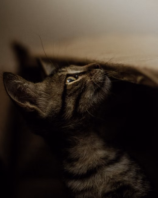 Ração para Gatos Filhotes (7,5kg)