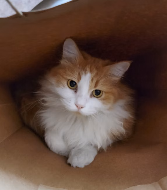 Ração para Gatos Castrados (7,5kg)